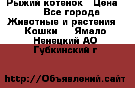 Рыжий котенок › Цена ­ 1 - Все города Животные и растения » Кошки   . Ямало-Ненецкий АО,Губкинский г.